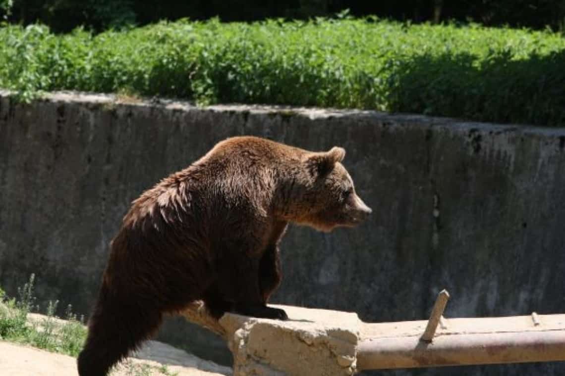 Un urs și-a făcut apariția în Bușteni, pe strada Arcului, joi seară