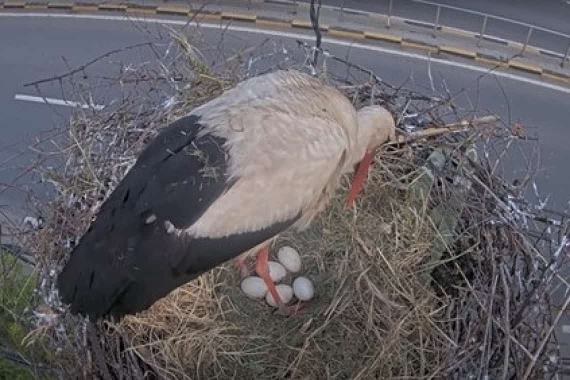 Big Brother în cuibul berzelor! ”Uite barza!”, LIVE, de Ziua Mondială a Păsărilor Migratoare