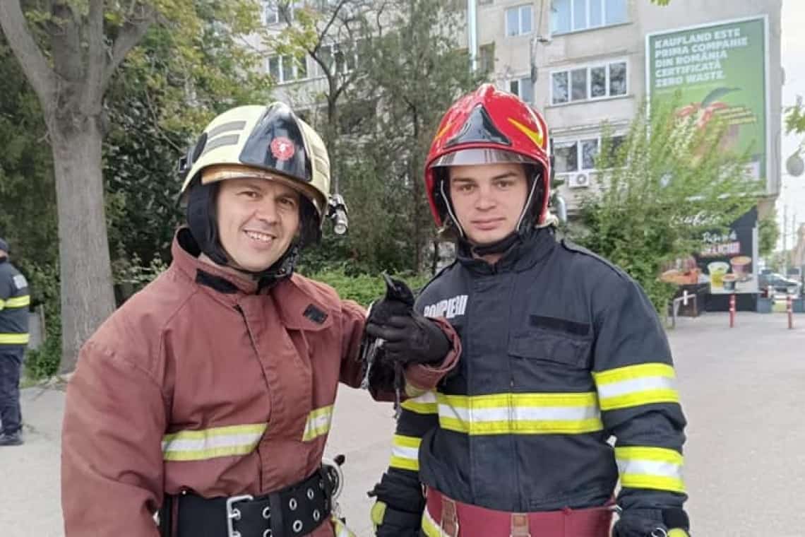 O coțofană rănită și ”încurcată” între crengile unui copac din centrul Ploieștiului, salvată de pompierii prahoveni