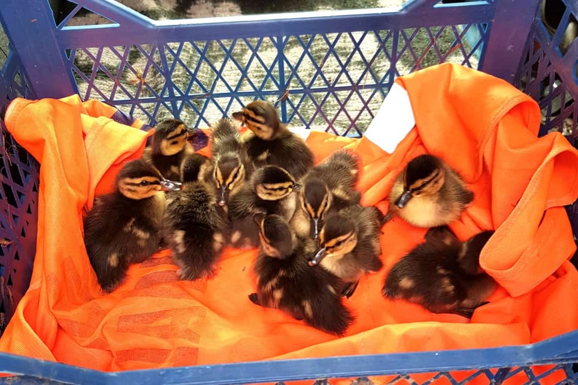 11 rățuște sălbatice, salvate de drumari dintr-un șanț de pe marginea DN1