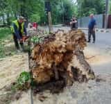 Doar norocul le-a apărat casele ploieștenilor care locuiesc vizavi de plopul imens prăbușit din senin, duminică după-amiază!