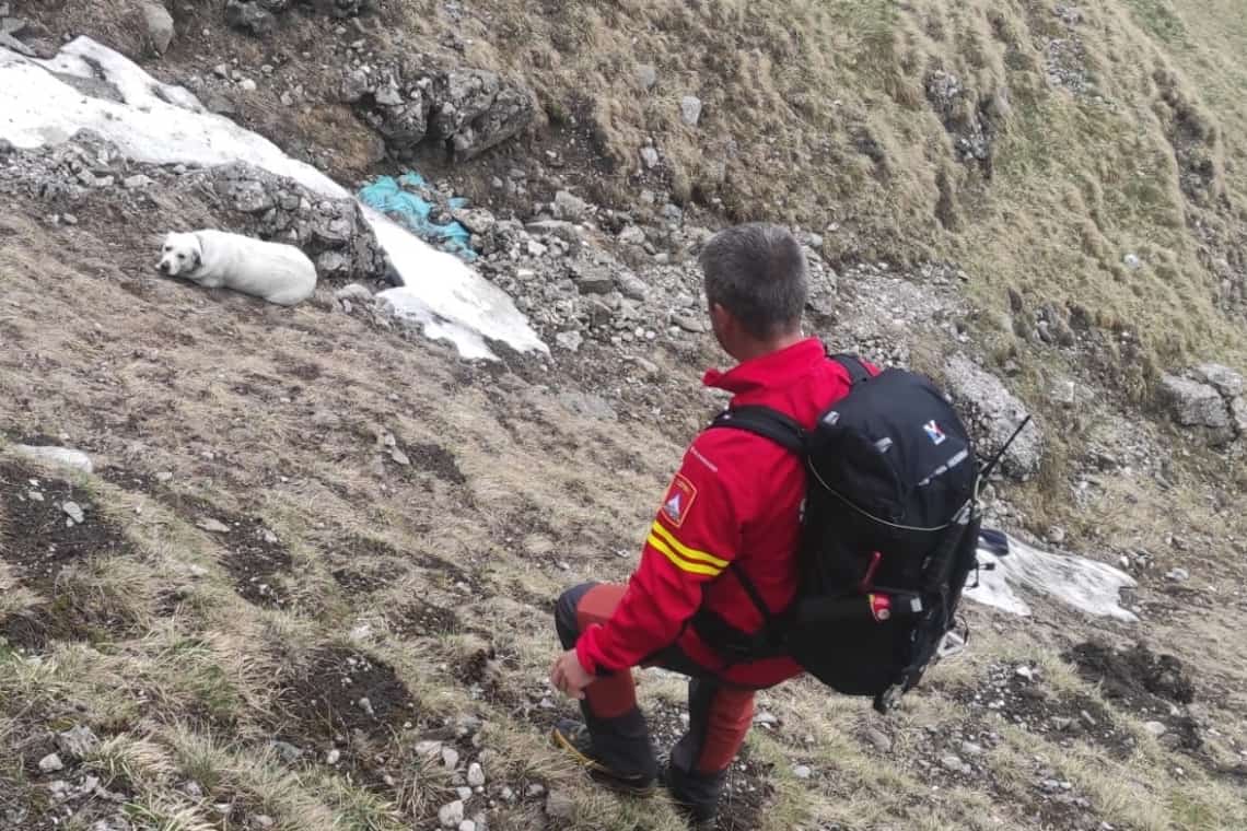 Intervenție mai puțin obișnuită a salvamontiștilor din Bușteni. ”Victima”: un câine căzut într-o prăpastie!