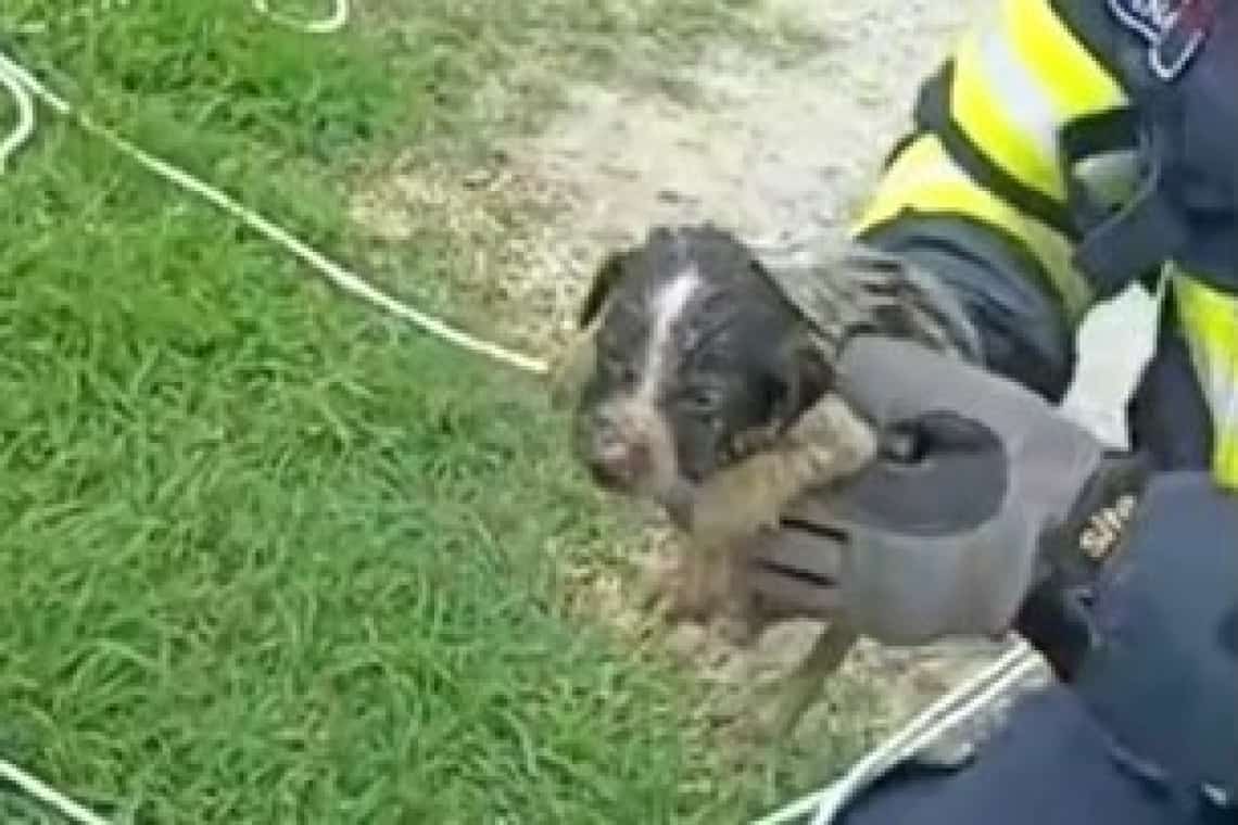 ”Turap”, cățelușul de numai două luni salvat dintr-o canalizare de pompierii din Mizil, a primit o nouă șansă la viață - video