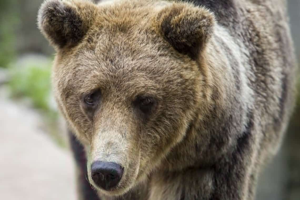 Primăriile pot încheia contracte pentru alungarea, relocarea ori extragerea prin împușcare a urșilor din localități