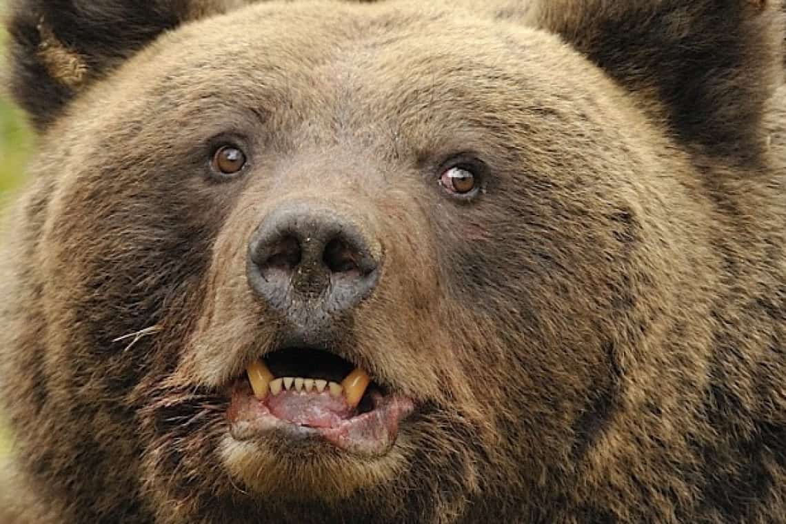 Prahova, ținutul urșilor! Aflați ce sume decontează primăriile prahovene de la Ministerul Mediului pentru alungarea/extragerea sălbăticiunilor din zonele locuite