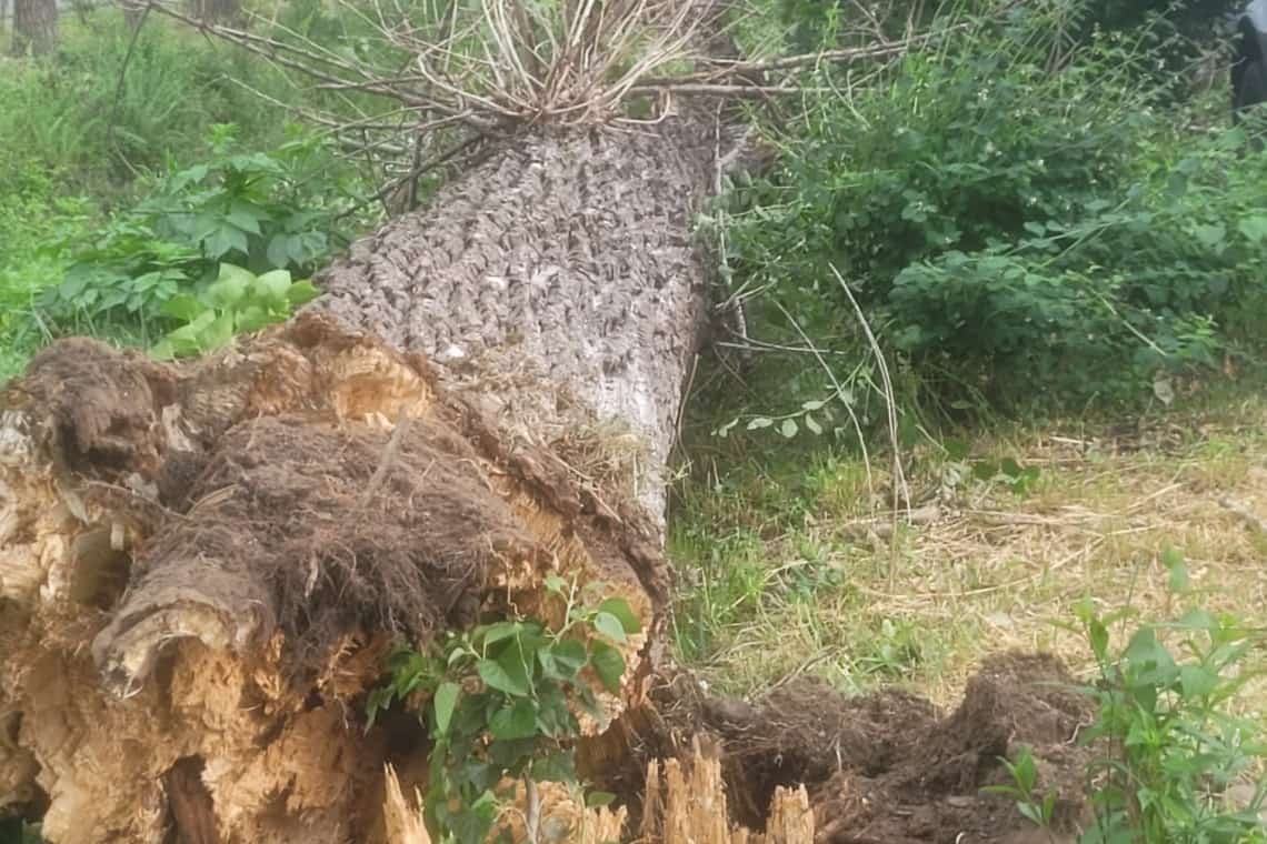 Copaci căzuți pe carosabil și mii de prahoveni fără energie electrică, după vijelia de duminică după-amiază