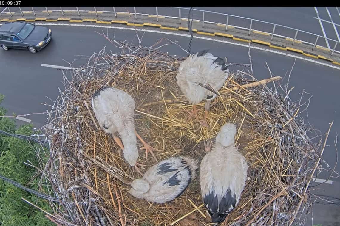 A început recensământul berzelor pe acest an. Aflați cum puteți semnala cuiburile în aplicație!