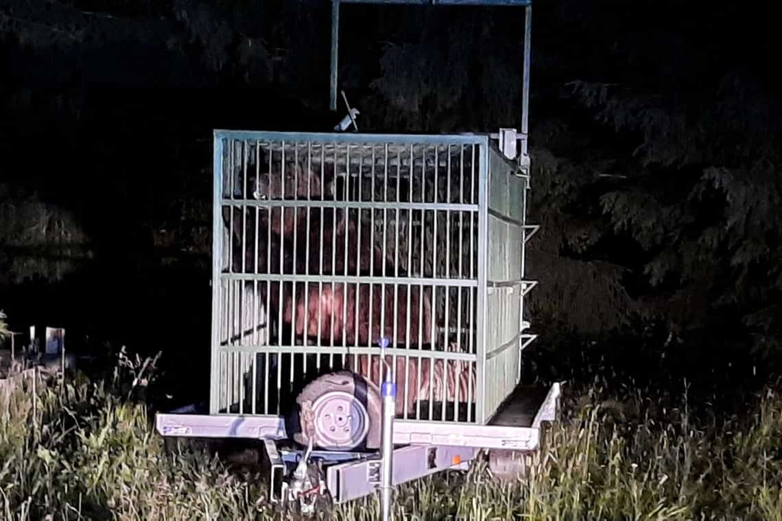 Un urs care a dat iama în gospodăriile din Măneciu, capturat de autorități. Animalul a fost deja relocat