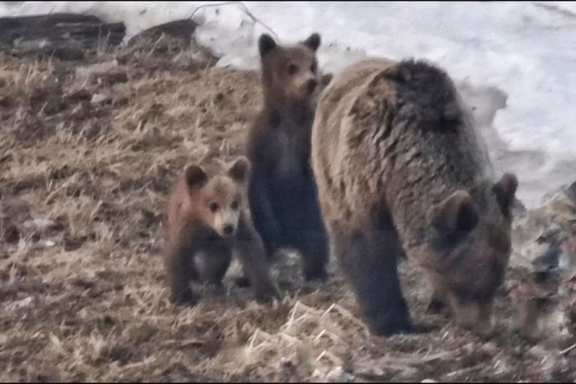 Mare atenție: o ursoaică și puii ei se plimbă prin zona traseelor montane înalte din Bucegi!