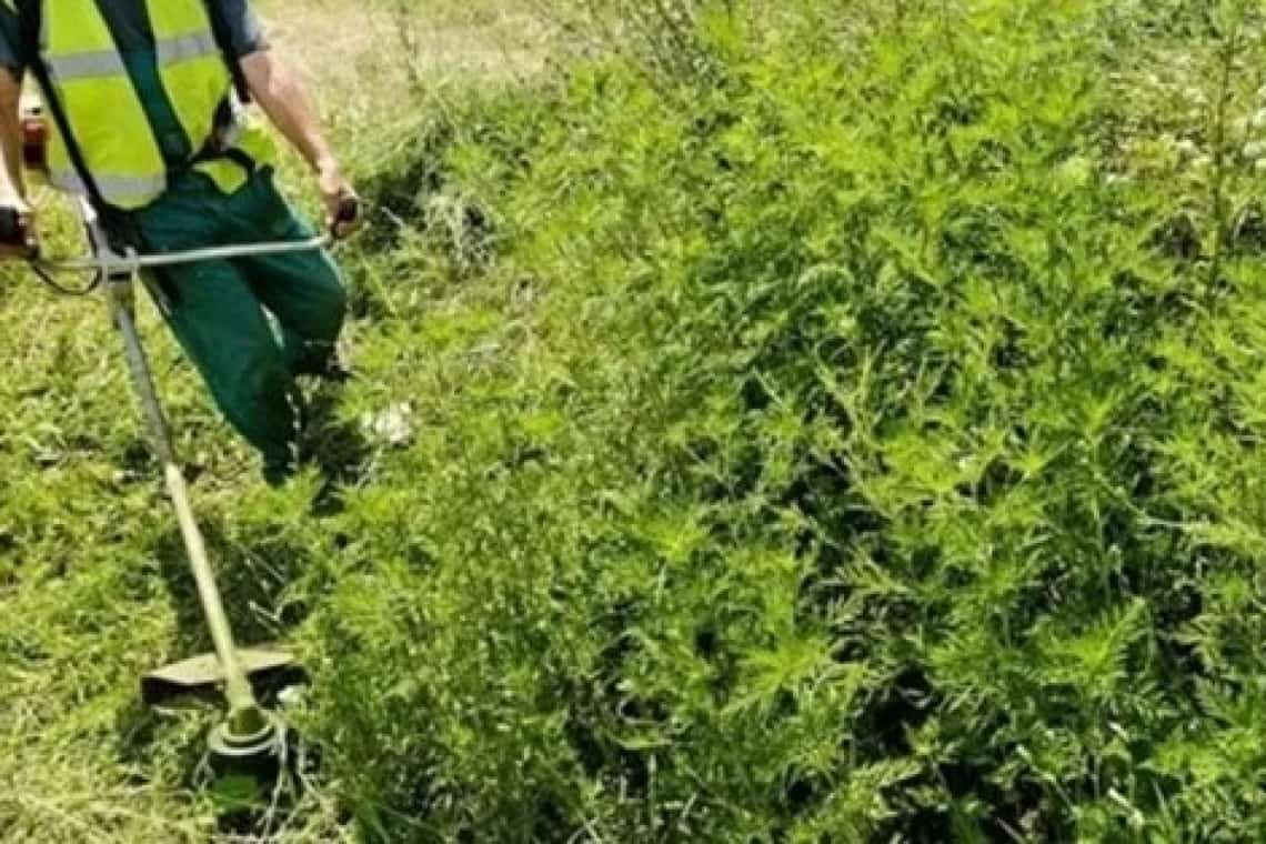 SGU Ploiești a început îndepărtarea ambroziei de pe domeniul public