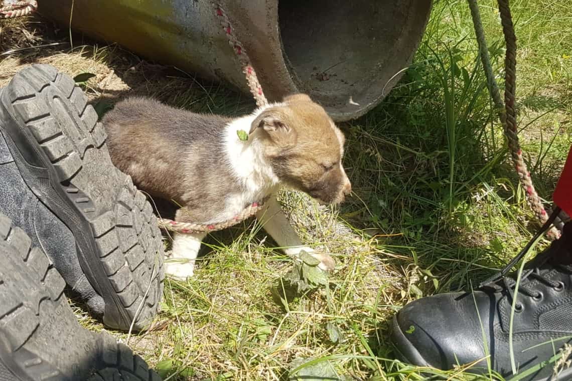 Un cățeluș căzut într-un puț adânc de 22 de metri a primit o nouă șansă la viață cu ajutorul pompierilor prahoveni