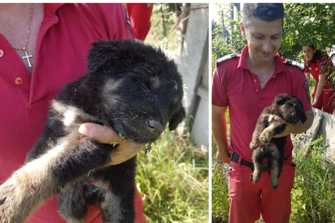 Un al doilea cățel a fost salvat din puțul de 22 de metri adâncime din comuna Brazi!
