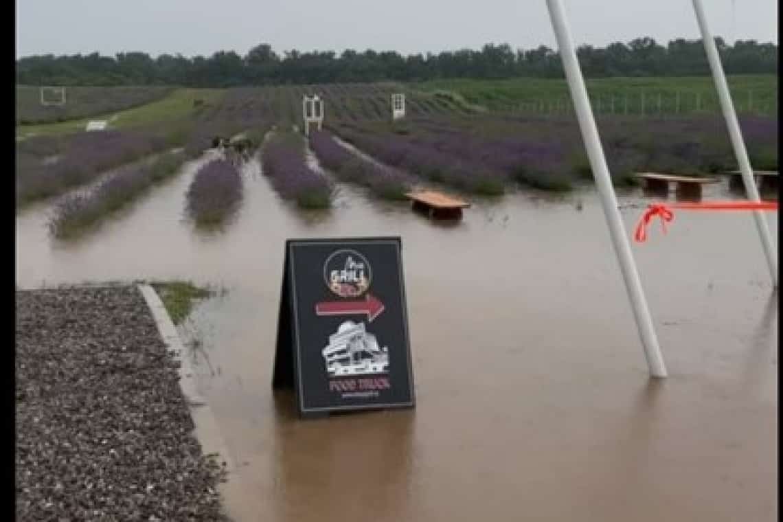 Ploaia torențială a inundat Grădina de Lavandă din Țipărești! - Video