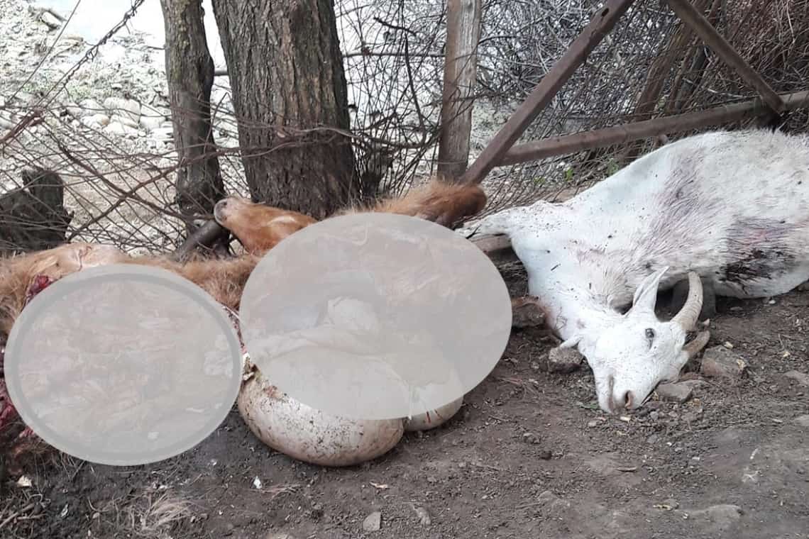 Un urs a făcut prăpăd, noaptea trecută, într-o gospodărie din Mislea, comuna Scorțeni!