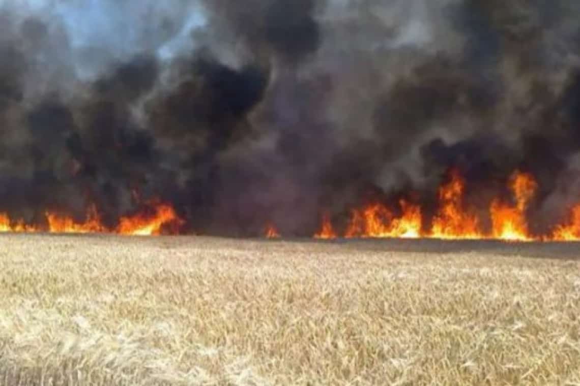 O suprafață de 14 hectare dintr-un lan de grâu, cuprinsă de flăcări, în Păulești