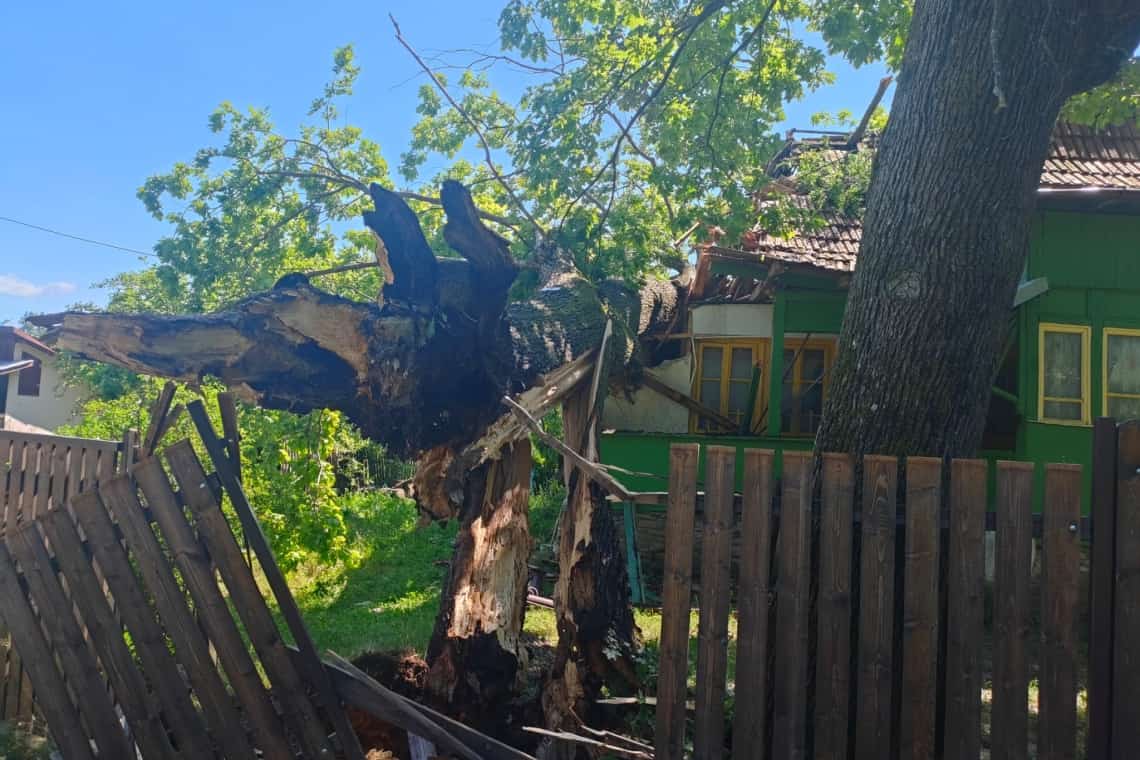 Un arbore masiv a zdrobit, la propriu, acoperișul unei case din Telega