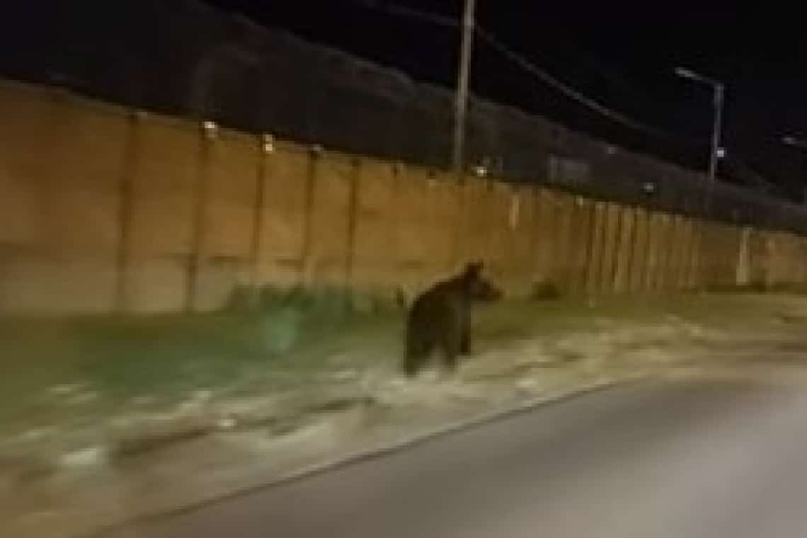 Primăria Ploiești confirmă că ursul văzut azi-noapte în nordul orașului nu a fost prins