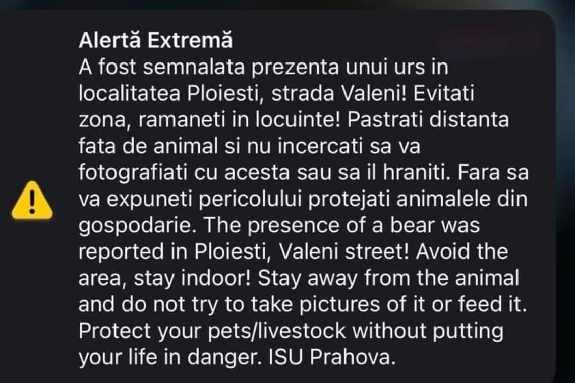 Ursul și-a făcut din nou apariția în Ploiești, pe strada Văleni! 