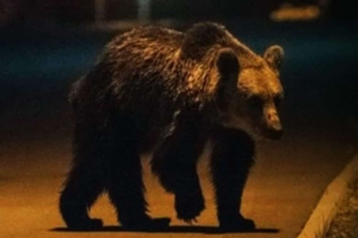 Cum se face de râs Primăria Ploiești în cazul ursulețului care a bântuit prin oraș