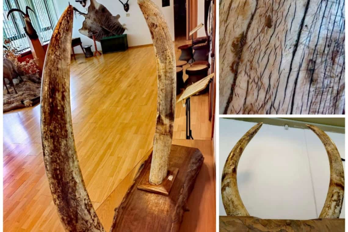 Vrei să te întorci în timp cu zeci de mii de ani în urmă? Mergi la Muzeul Cinegetic de la Posada să vezi ”pe viu” fildeși de mamut!