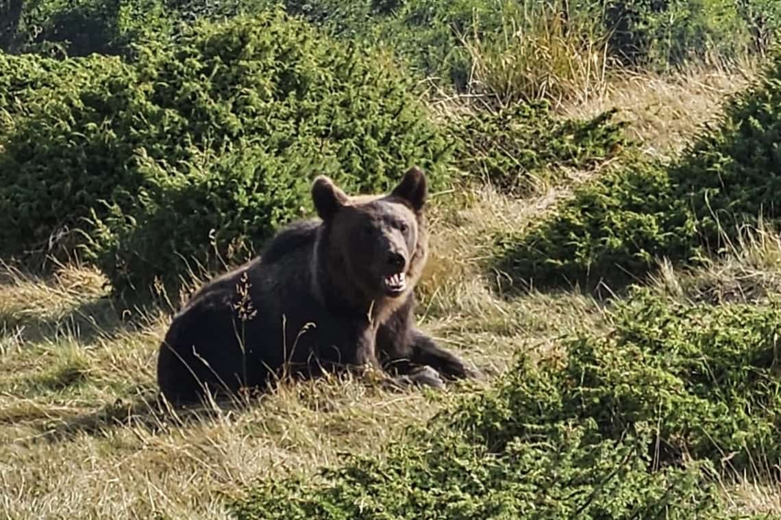 Imagini din mijlocul naturii cu ursul prins în Ploiești și relocat la Tabla Buții, în comuna Cerașu
