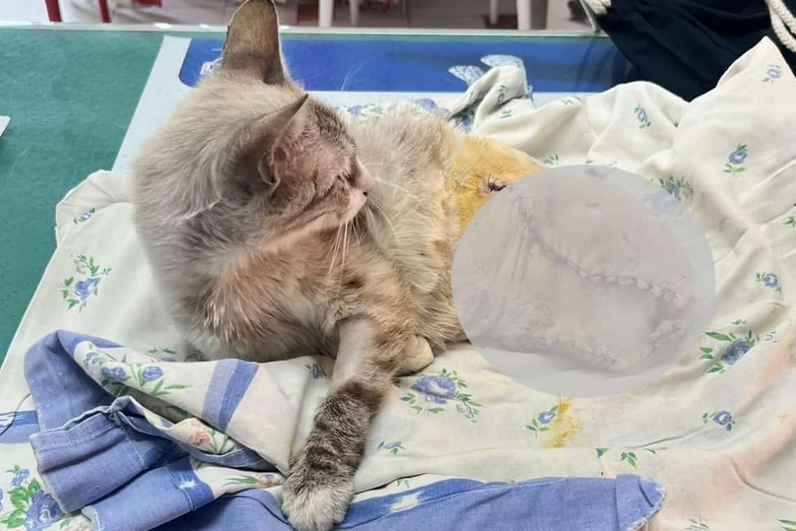 UPDATE/ O pisicuță rămasă fără picioarele din spate își caută stăpân cu suflet mare! Ea a fost salvată de echipa unei clinici veterinare din Ploiești