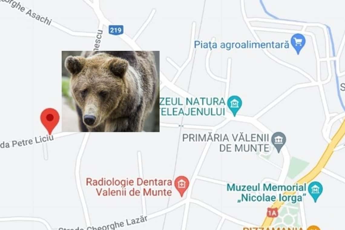 UPDATE/ Alertă în Vălenii de Munte: urs pe strada Petre Liciu!