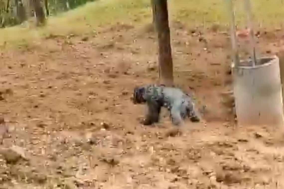 Un pui de urs, salvat de pompieri dintr-o fântână, în comuna Șotrile