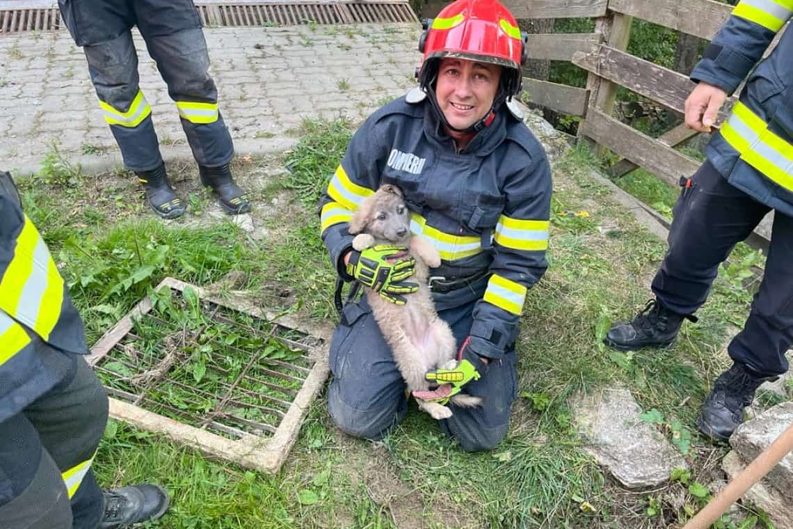 Misiuni de suflet ale pompierilor prahoveni/ Au salvat un cățel și un cal, căzuți în canale din Sinaia și Strejnicu