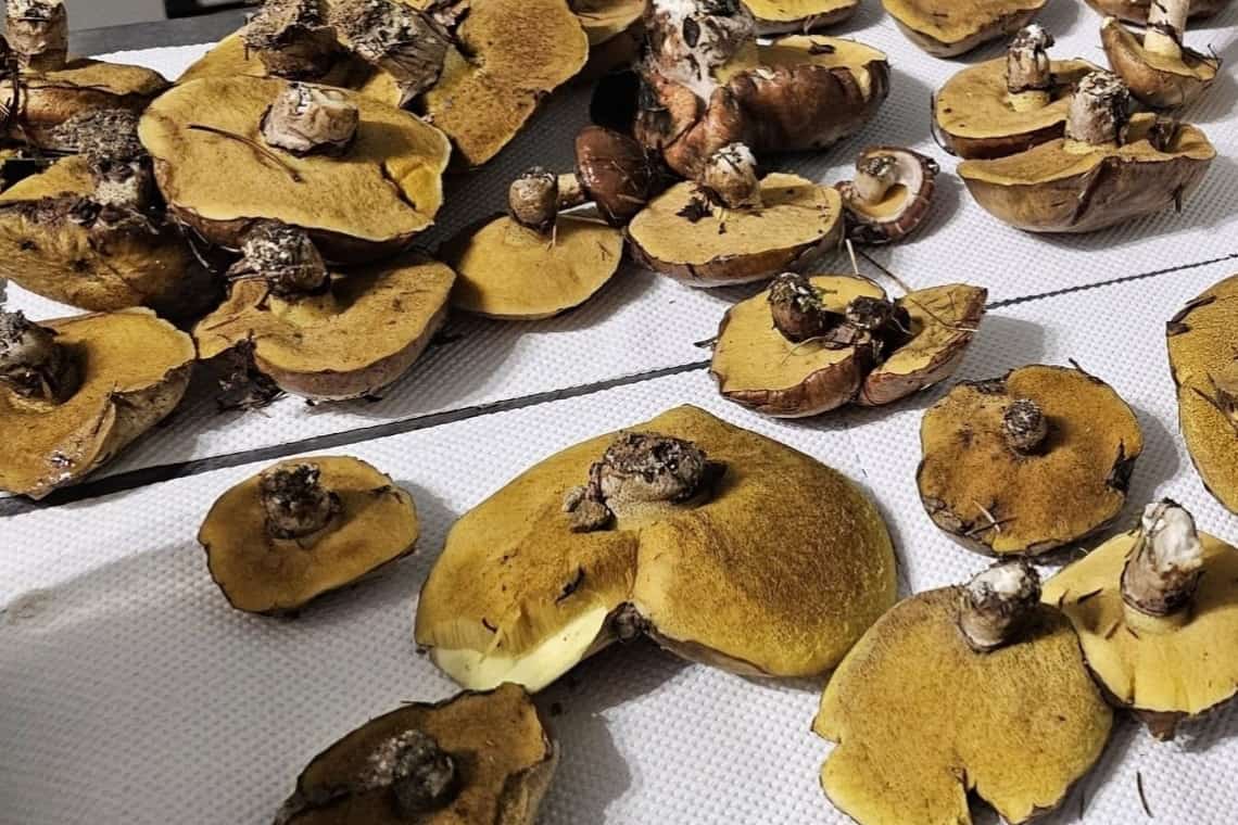 Avertismentul medicului Tudor Ciuhodaru: ”Atenție, intoxicația cu ciuperci poate fi mortală!”