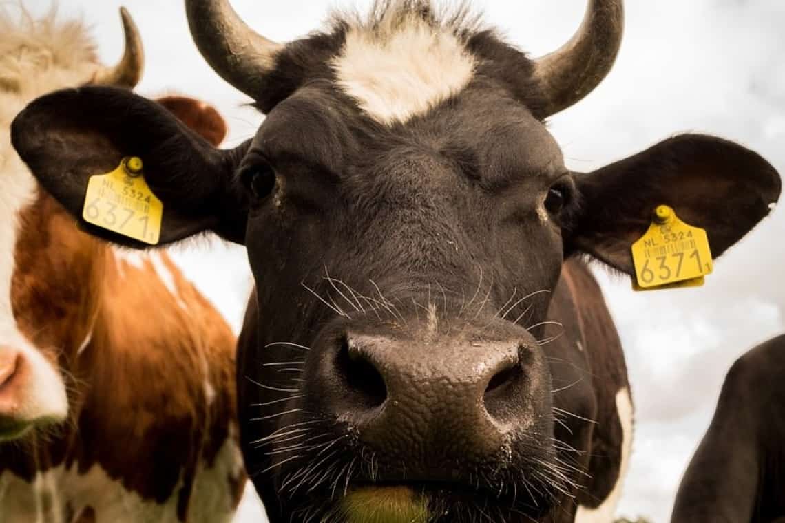 Arestați după ce au cumpărat vaci cu euro falși! Percheziții în Prahova, la suspecți de falsificare de monede străine