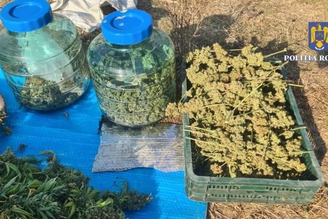 Un bărbat care avea cultură de canabis într-un solar își trimitea nepotul să vândă droguri ”pe piața” din Prahova, chiar și consumatorilor minori