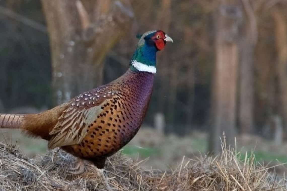 Un câmpinean s-a ales cu dosar penal după ce a împușcat un fazan