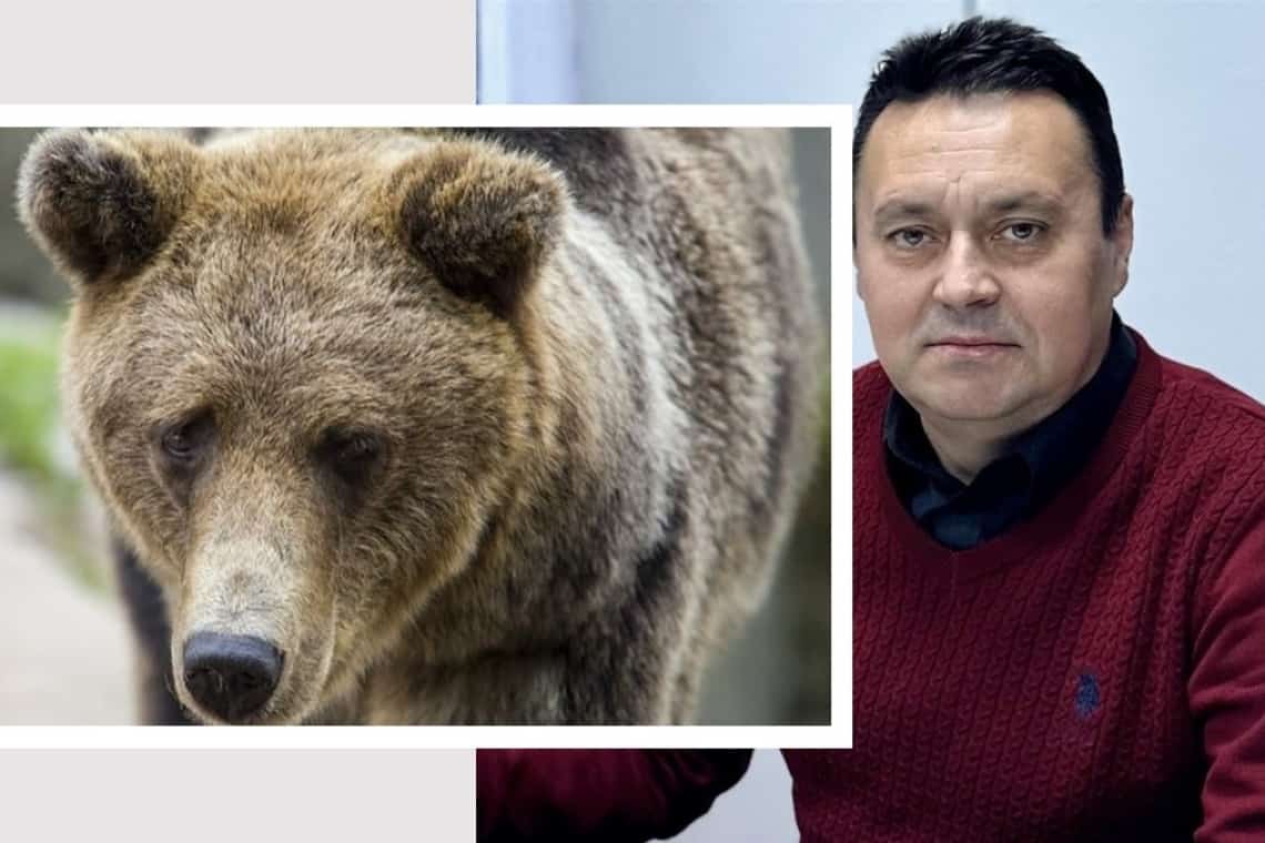 Primarul Volosevici, din nou în fruntea echipei de căutare a ursului din Ploiești