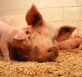 Ministrul Agriculturii anunță că porcii crescuți în gospodării vor putea fi vânduți!