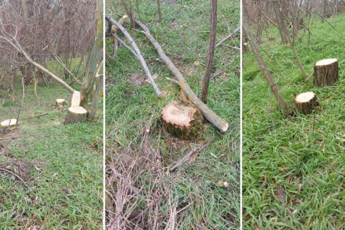 Un prahovean s-a ales cu dosar penal după ce a tăiat șase cioate de salcâm și a scos din rădăcini doi arbori