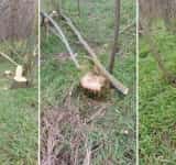 Un prahovean s-a ales cu dosar penal după ce a tăiat șase cioate de salcâm și a scos din rădăcini doi arbori