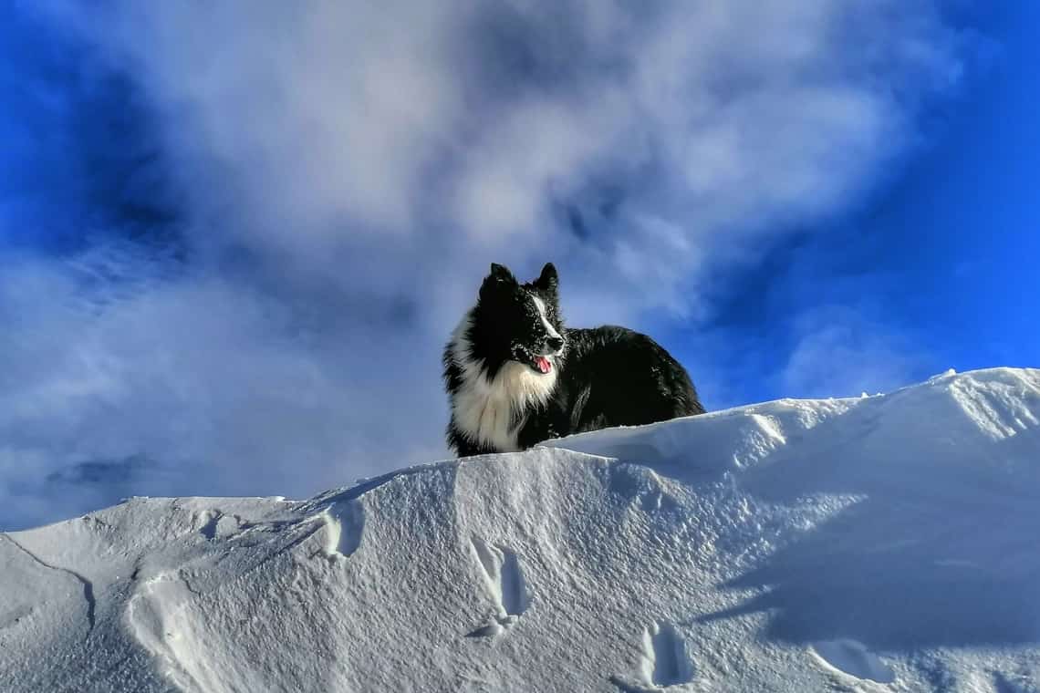 Carp, cățelul de milioane al Salvamont Prahova, împlinește 5 ani!
