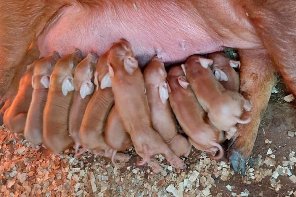 Ministrul Agriculturii vine astăzi în Prahova, la o fermă de reproducție scroafe din Baba Ana