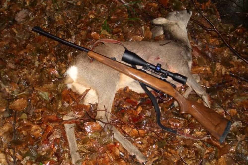 Prahoveni cercetați pentru braconaj, după ce ar fi vânat ilegal căprioare