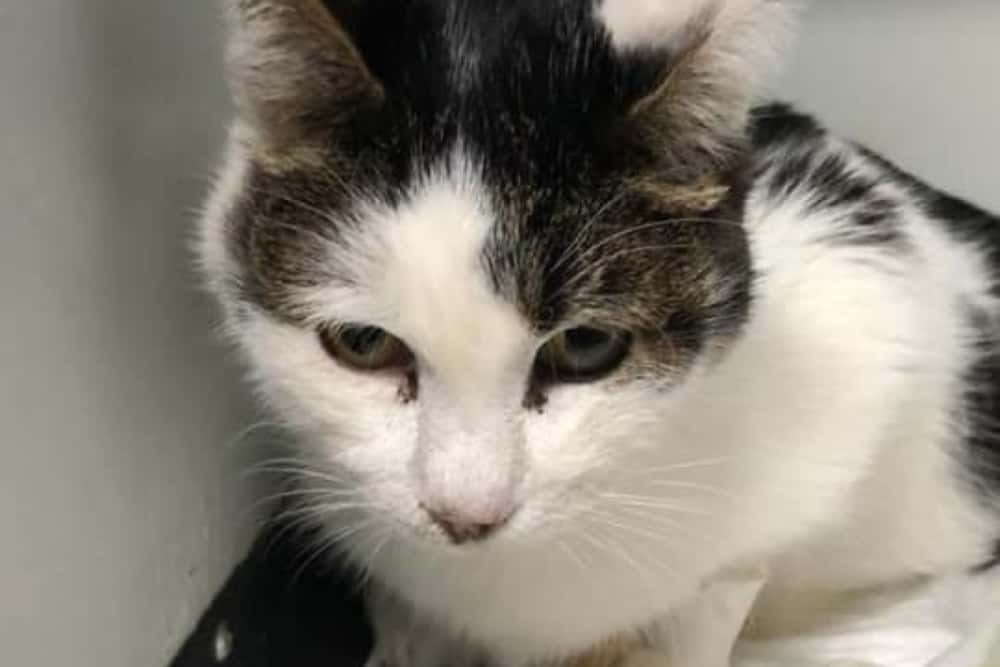 Update /Recunoașteți acest pisoi? A fost lovit de o mașină, salvat de un cabinet veterinar din Ploiești și acum își așteaptă stăpânul