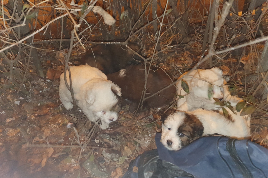 Ploiești/ Cinci cățeluși abandonați într-o geantă, împreună cu mama lor, și-au găsit casă, după un anunț postat pe Facebook