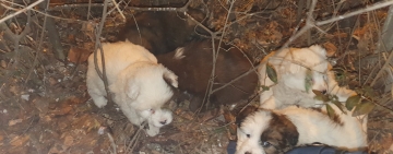 Ploiești/ Cinci cățeluși abandonați într-o geantă, împreună cu mama lor, și-au găsit casă, după un anunț postat pe Facebook