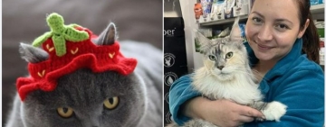 Vrei să ai un animăluț sănătos și să nu mai ai grija puiuților nedoriți ai pisicii tale? Află cum să rezolvi problemele la prețuri rezonabile!