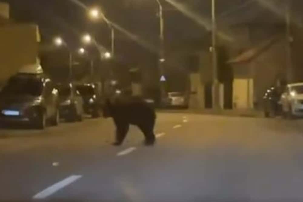 De unde a apărut ursul care a bântuit noaptea trecută pe străzile din Ploiești? O fi venit cu trenul, de la Măneciu!