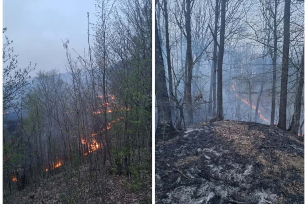 Incendiu pe 50 de hectare de teren, în Șoimari