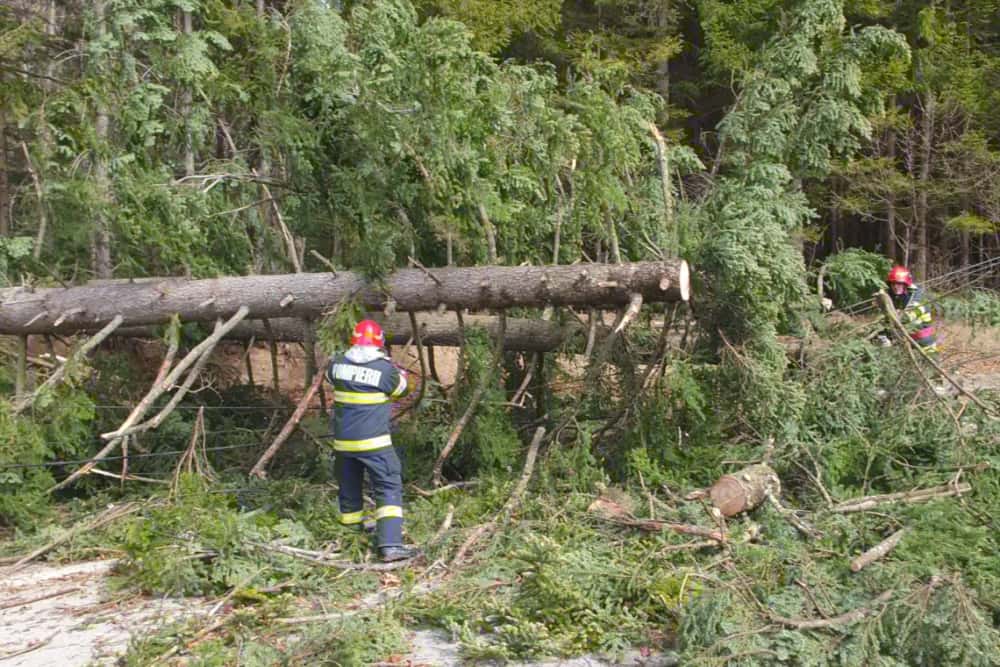 Vântul puternic a început să doboare copaci în Prahova! Ce sfaturi ne dau pompierii