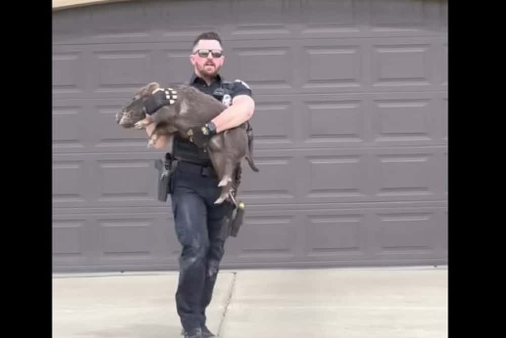 Imagini virale/ Polițist filmat în timp ce aleargă după un porc ”evadat”