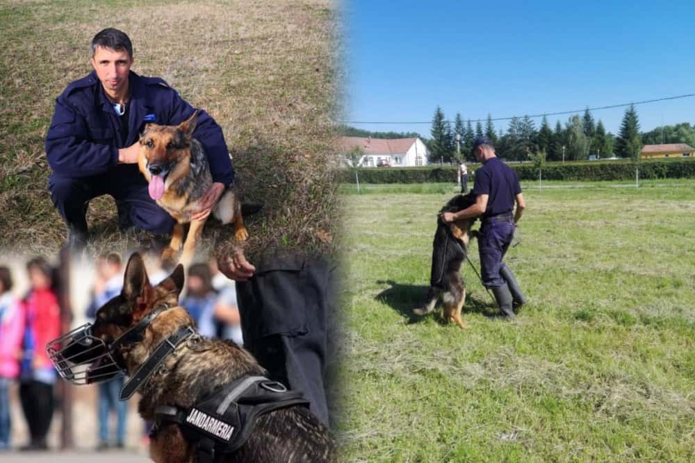 Ionuț Dumitrache, jandarmul de la Gruparea Mobilă Ploiești și partenerii săi patrupezi de la unitatea canină