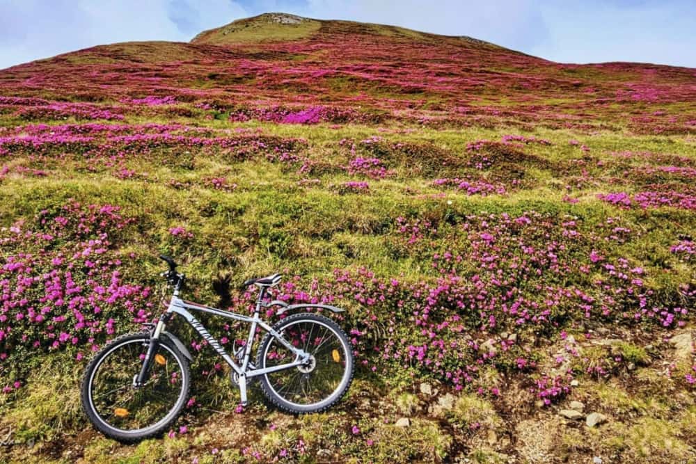 Bujorul de munte a îmbrăcat în roz și Bucegii!